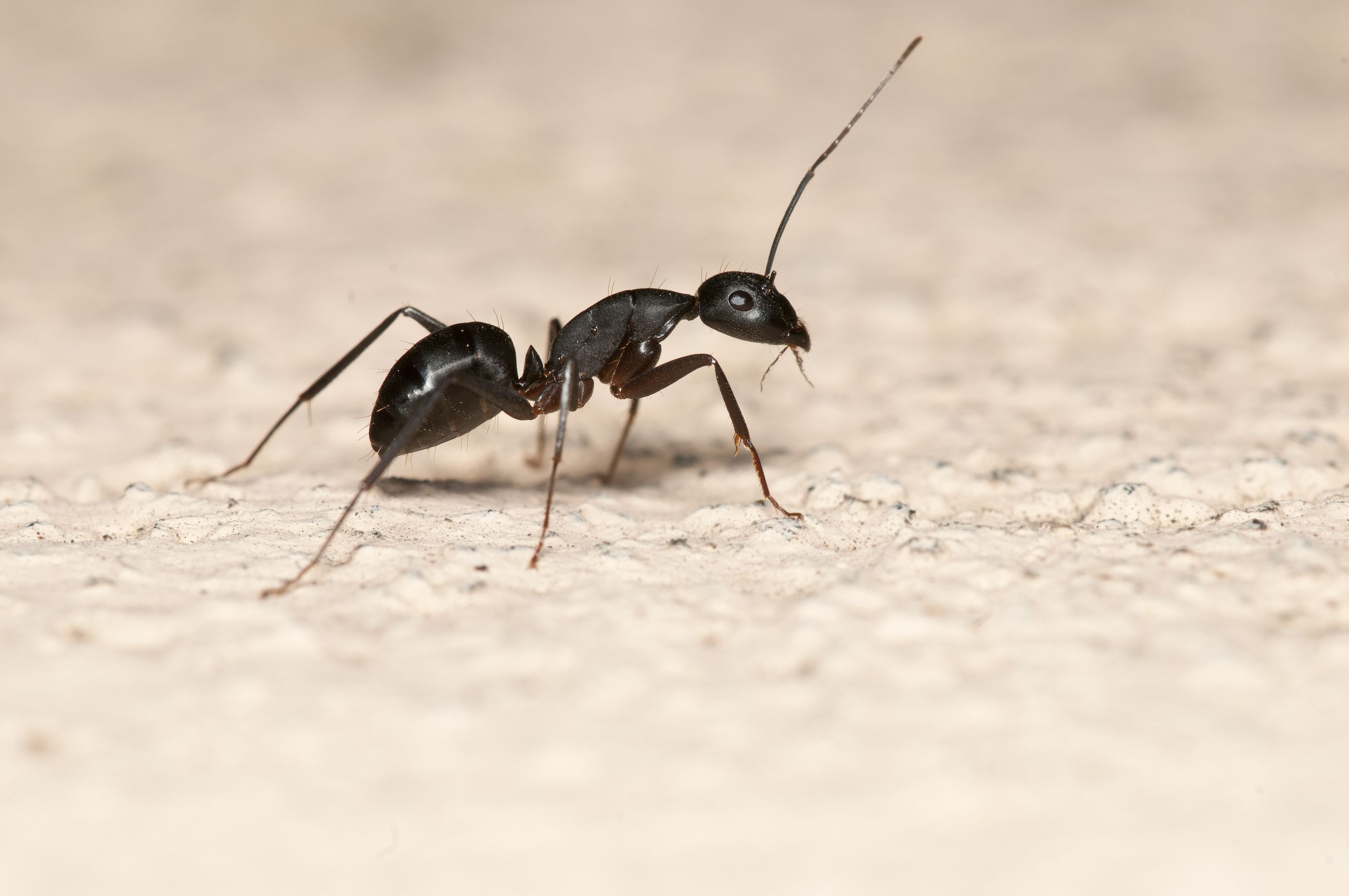 Identifican dos nuevas especies de hormigas en el sur de España